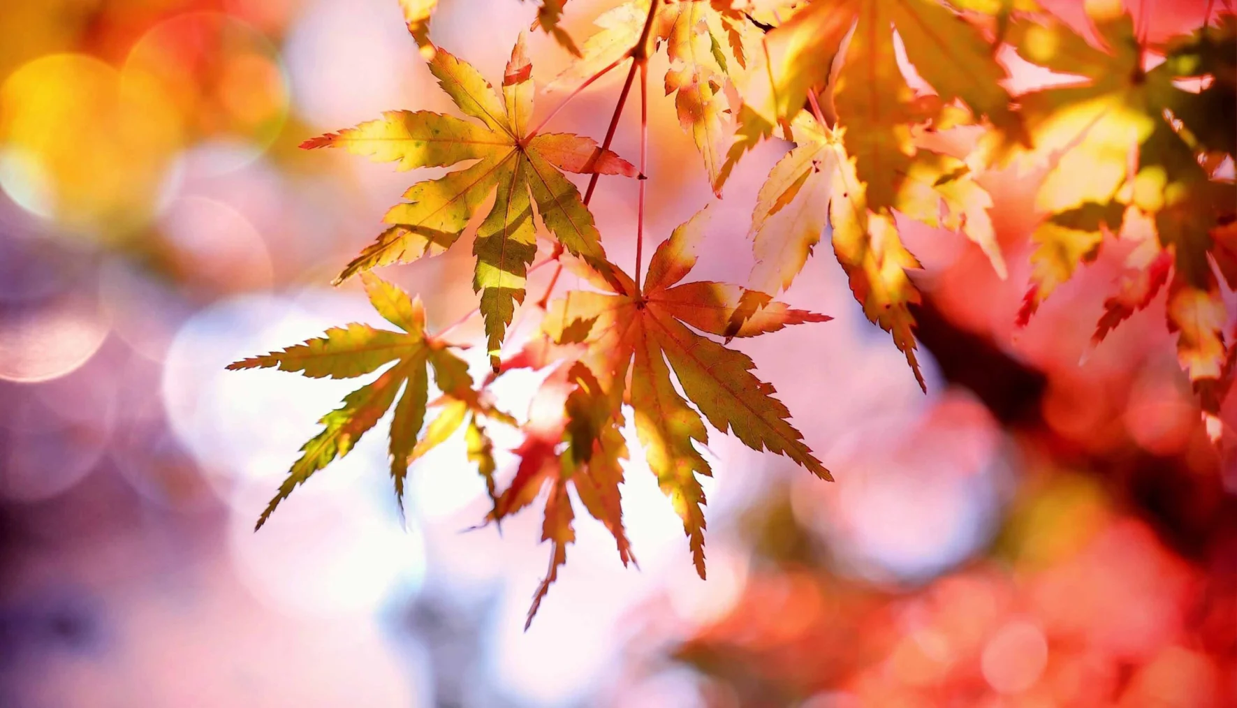 sasfeszek_oktober_slider