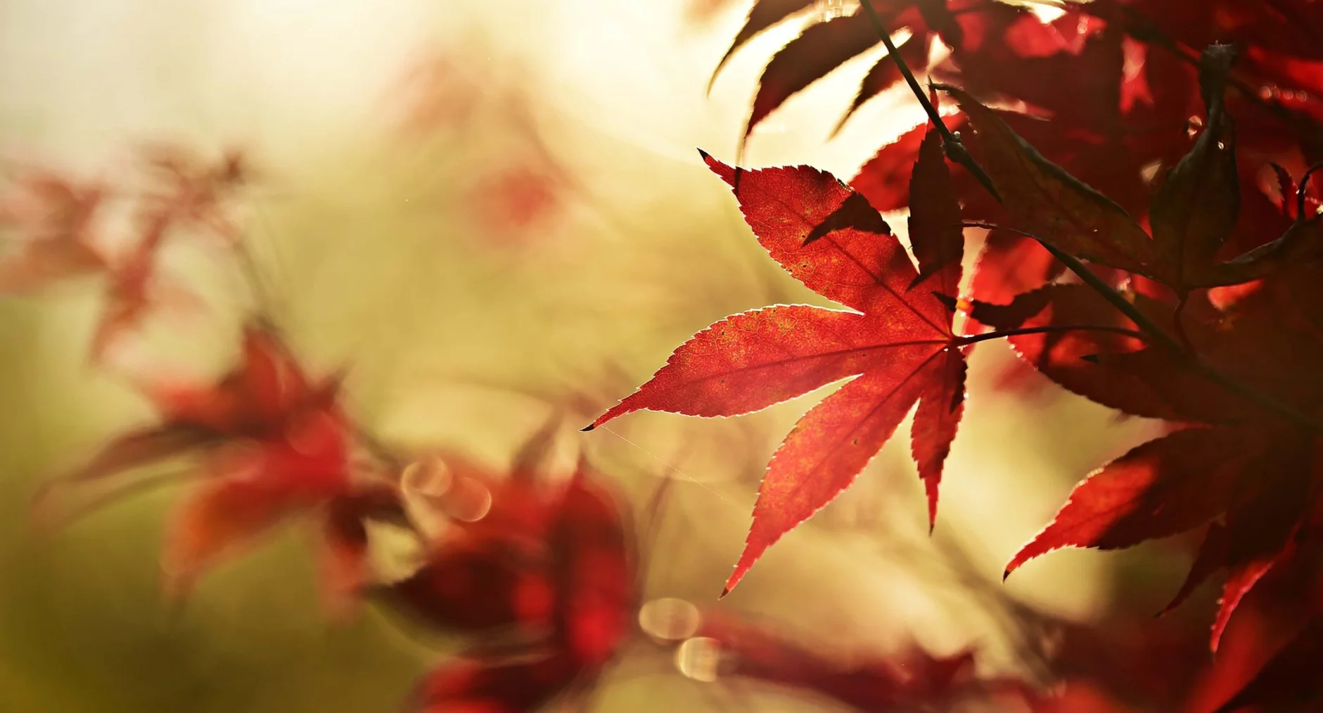 sasfeszek_oktober_slider